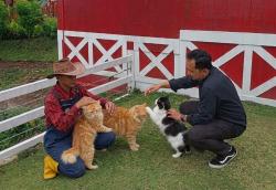 Kucing Sakit? Ini Cara Perawatan yang Tepat dari Dokter Hewan