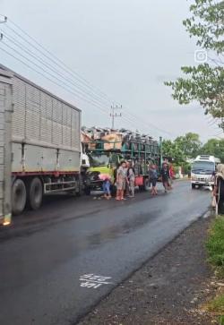 2 Truk Adu Banteng di Jalur Pantura Situbondo