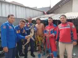 Teror Warga Kota Probolinggo Selama Dua Hari, Biawak Ukuran Satu Meter Lebih Berhasil Dievakuasi