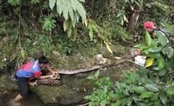 Ular Piton Raksasa 6 Meter Teror Warga Rangas Mamuju, 1 Ekor Kambing Mati Dililit
