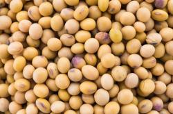 Harga Kedelai Tembus Rp575 Ribu per Karung, Perajin Tempe Lebak Menjerit