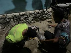 Polresta Jayapura Kota Tangkap Dua Pelaku Ganja di Abepura, Sita 200 Gram Barang Bukti