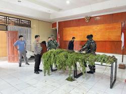 Ladang Ganja di 2 Kampung Terbongkar, 226 Batang Disita