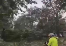 Cuaca Ekstrem Terjang Bekasi di Akhir Pekan, Pohon Tumbang hingga Rumah Rusak