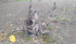 Pesona Seribu Monyet Jinak di Candi Batur Bulakan