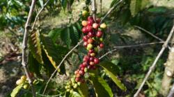 Kopi Marancar Tapsel Siap Mendunia, Jadi Senjata Baru Jaga Hutan!