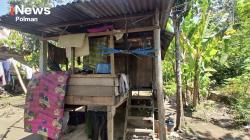 Bertahan di Gubuk 2,5 Meter, Ibu di Polman Hidupi Tiga Anak dari Kelapa Jatuh