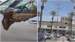 Jutaan Lebah Serbu Israel, Warganet Heboh Kaitkan dengan Konflik Timur Tengah