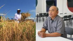 Kemarau 2026, Petani Bojonegoro Disarankan Tanam Padi Umur Pendek, Tembakau All Out!