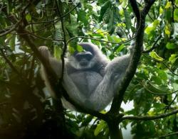Momen Langka Owa Jawa Terekam di Sanggabuana, Disparpora Dorong Wisata Konservasi