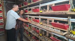 Andalkan 3.000 Burung Puyuh, BUMG di Aceh Selatan Hasilkan Ribuan Butir Telur Tiap Hari