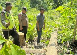 Pamit Tunggu Jagung, Warga Ketro Grobogan Ditemukan Tewas Tertimpa Pohon Jati