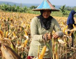 Ketergantungan Beras Masih Tinggi, Lebak Dorong Pangan Lokal Jadi Penopang