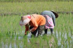 Irigasi Jadi Kunci, Lebak Tancap Gas Kejar Tanam Padi 157 Ribu Hektare