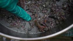 Ekosistem Laut Sumbawa Barat Dinilai Tetap Terjaga, Akademisi Beberkan Faktanya