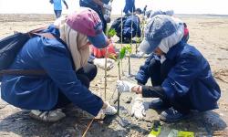 Cegah Abrasi, Mahasiswa Unwir Indramayu Tanam Seribu Mangrove di Kawasan Pantai Tiris