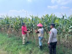 Polisi Turun ke Sawah, Kawal Lahan Jagung demi Dongkrak Ketahanan Pangan di Prambon Sidoarjo