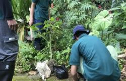 Penghijauan Hulu Brantas, Tiga Sumber Air di Kota Batu Ditanami Pohon