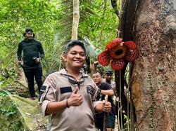 Rafflesia Mekar di Anambas, Polisi Gencarkan Patroli Cegah Perusakan Hutan