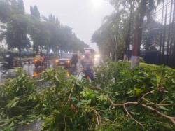 Diterjang Hujan Disertai Angin Kencang, Pohon Tabebuya di Jalan Raya Bojonegoro Roboh
