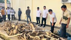 Polisi Bongkar Penampungan 13 Tengkorak Buaya dan 91 Tulang Paus, Residivis Kambuhan Dicokok