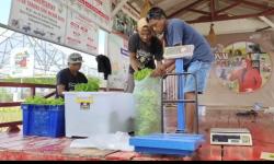 Dapur MBG Diserbu Sayur Lokal, Petani Muda Pangandaran Ketiban Rezeki