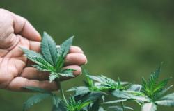 Heboh, Polisi Gerebek Rumah Warga di Rajabasa, Diduga Jadi Ladang Ganja Dalam Polybag