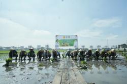 Tanam Serentak, Pejabat Mojokerto Menanam Padi di Lahan 1 Hektare