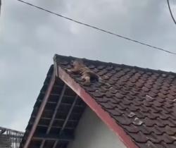 Heboh di Lombok Tengah, Bocah 2 Tahun Naik ke Atap Rumah dan Viral