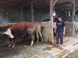 Sebulan Jelang Idul Adha, Pesanan Sapi di Purworejo Sudah Meledak