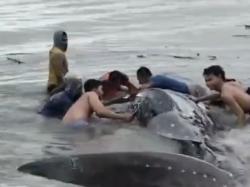 Hiu Tutul Masuk Perairan Dangkal Lamongan, Warga Bantu Kembali ke Laut