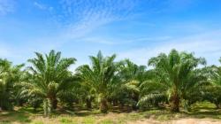 Riset Guru Besar IPB University Sebut Sawit Tak Boros Air dan Bukan Penyebab Utama Banjir