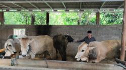 Dampak PMK, Penjualan Turun tapi Harga Sapi Kurban Justru Naik