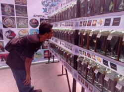 Ratusan Ikan Molly Ikut Kontes Adu Keindahan di Kediri