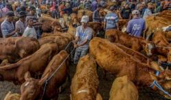 Ancaman PMK Kembali Muncul, DPRD Jatim Desak Pengawasan Ketat untuk Hewan Kurban