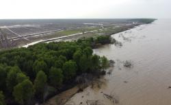 Warga Meranti Resah Adanya Praktik Perusakan Manggrove yang Sebabkan Abrasi, Minta Polisi Bertindak