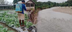 Kisah Petani Banopo Siram Pupuk Terakhir untuk Sayur Sebelum Diterjang Banjir