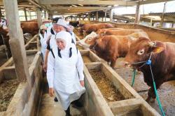 Banjir Stok! Jelang Idul Adha 2026, Stok Sapi dan Kambing di Jatim Melimpah