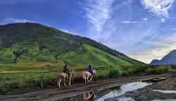 Padang Savana Bromo Tawarkan Dua Wajah: Hijau Segar dan Cokelat Eksotis
