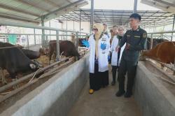 117 Sapi Kurban Siap Dikirim ke Kalimantan, Bupati Barru Cek Kesiapan Karantina Hewan Garongkong