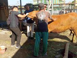 Kebutuhan Kurban Lamongan Tembus Puluhan Ribu Ekor, Stok Dipastikan Aman