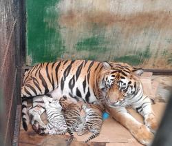 Tiga Anak Harimau Benggala Lahir di Taman Safari Prigen, Perkuat Upaya Konservasi Satwa di Indonesia