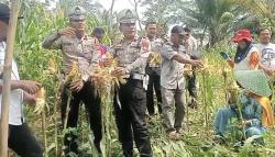 Panen Raya Jagung Bareng Polisi, Petani Pangandaran Sumringah: Lahan Kosong Disulap Jadi Ladang Cuan