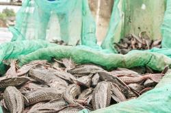 Ikan Sapu-Sapu Mengganas di Lebak, Ancam Populasi Ikan Lokal Punah Perlahan