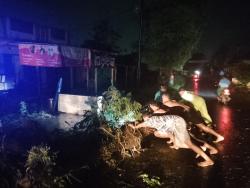 Pohon Tumbang di Karangdadap, Polisi Bergerak Cepat Amankan Akses Jalan