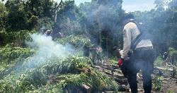 Kapolda Aceh Musnahkan 3 Hektare Ladang Ganja di Aceh Besar