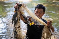 BRIN Ungkap Cara Olah Ikan Sapu-Sapu Jadi Pupuk Cair, Mudah Dibuat di Rumah