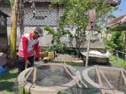 Sudah 3 Kali Panen, Penerima Program Kolam Lele Keluarga Sebut Perlu Dukungan Pasar