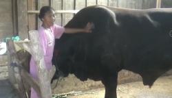 Sapi Limosin 1,1 Ton Asal Blora Masuk Seleksi Kurban Bantuan Presiden Prabowo