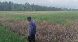 Serangan Hama Padi di Tanggamus Meluas! Puluhan Hektare Sawah Rusak, Petani Desak Pendampingan